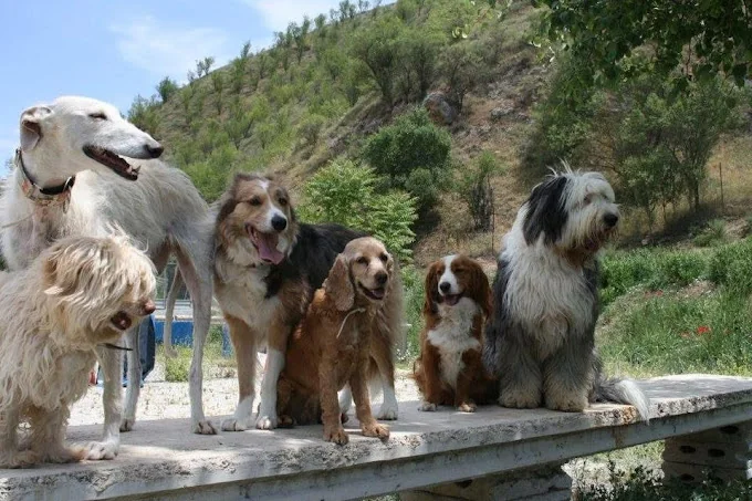 Dogisticat Residencia Canina-Felina
