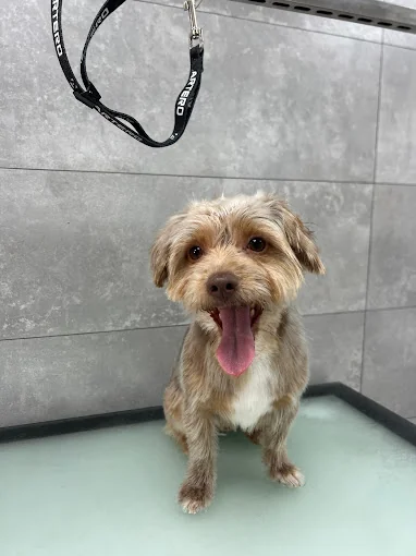 Dogsoul CV veterinario, peluquería y guardería canina