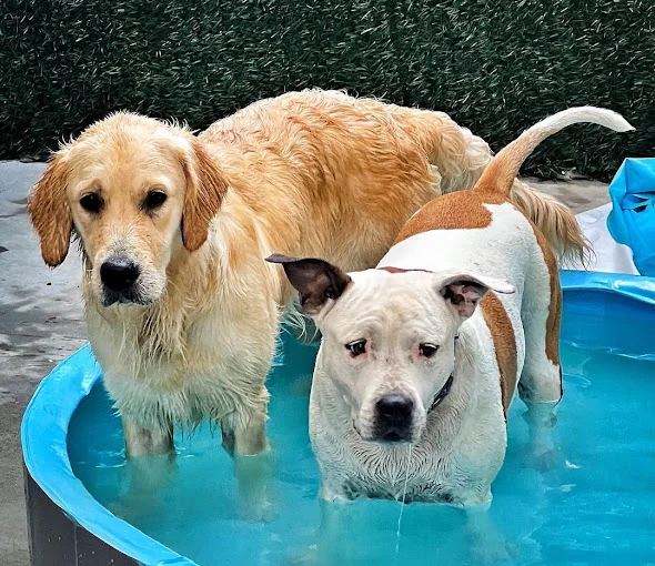 Dogtown Guardería Canina