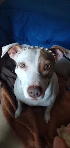 Don perro Polop - la Nucia guardería Canina