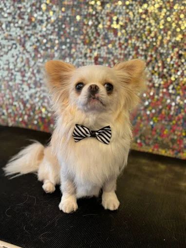 Dressed To The Canines Boutique, Pet Grooming & Cattery