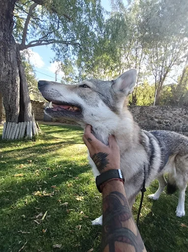 El Origen. Residencia y rehabilitación canina