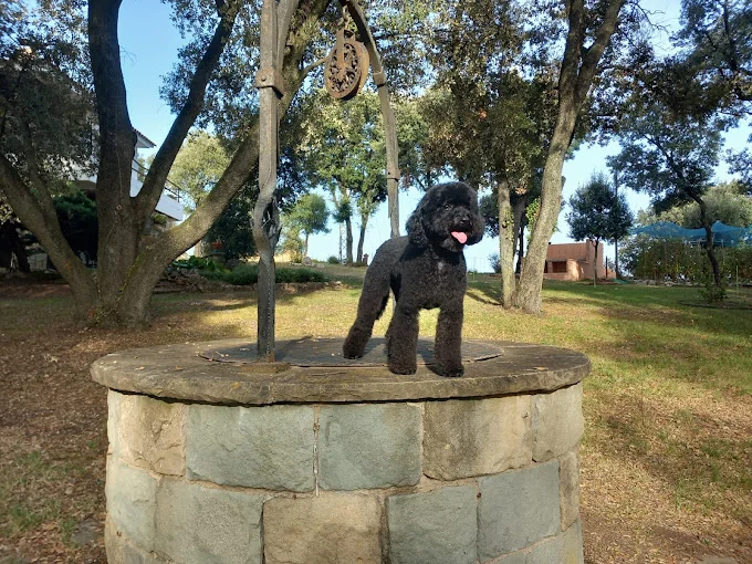 EL PELUT RESIDENCIA CANINA , PERRUQUERIA CANINA I FELINA, CONSULTA VETERINARIA
