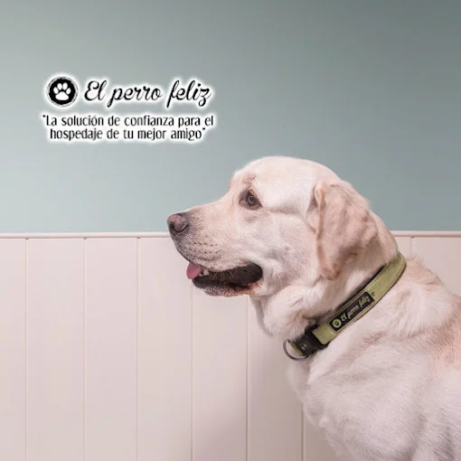 El Perro Feliz Bizkaia - Alojamiento Canino - Hospedaje Canino
