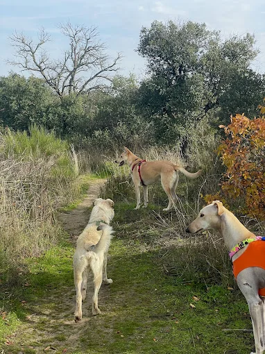 Emoción Animal Educación Canina Consciente y Respetuosa.