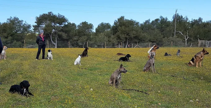 Escola Canina Cave Canem