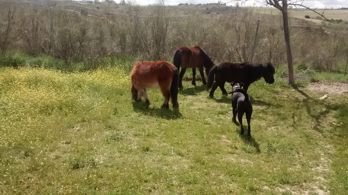 feline kennels and Cane