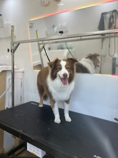 Fur Seasons Dog Hotel and Spa