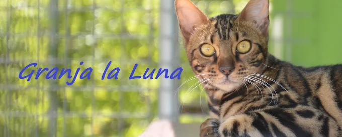 Granja La Luna residencia canina en Madrid