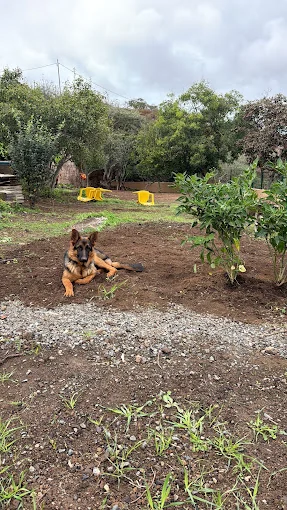 Guardería Canina Canarias | Gran Canaria