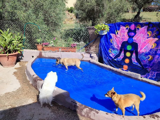 Guardería canina. Hotel canino. Komoenkasa-KEK