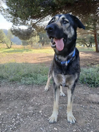 GUARDERIA CANINA I FELINA EL BOSC DE MONTSERRAT