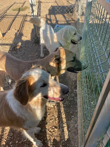 Guardería Canina Málaga – CuidanDogs