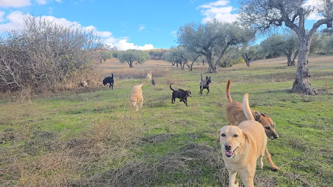 Guarderia Canina Mana