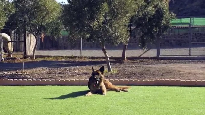 Guardería Canina Maspalomas