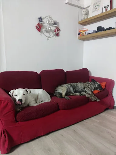 Guarderia canina miriam molero