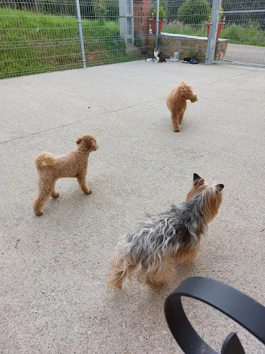 Guarderia canina Navia y Tapia