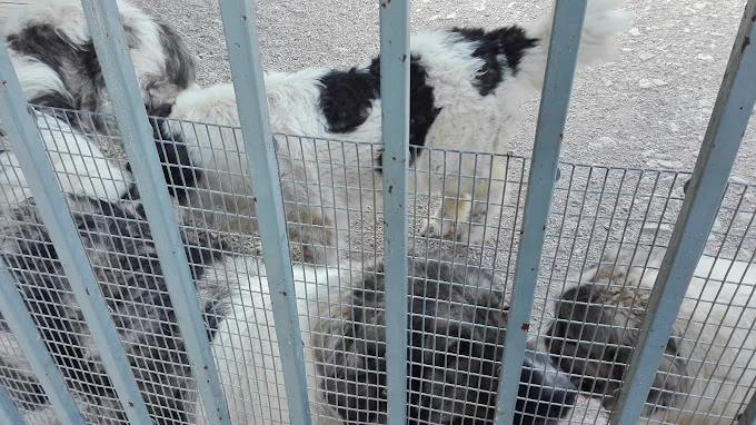 Guardería canina Pagoa