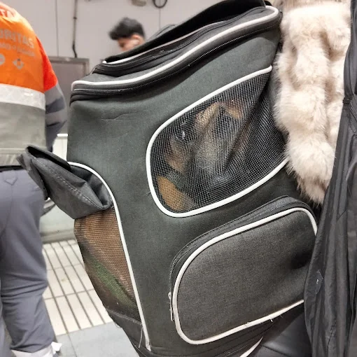 Guarderia canina Vidaperrabarcelona