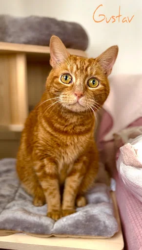 GUARDERIA DE GATOS "VILLA GATITOS"