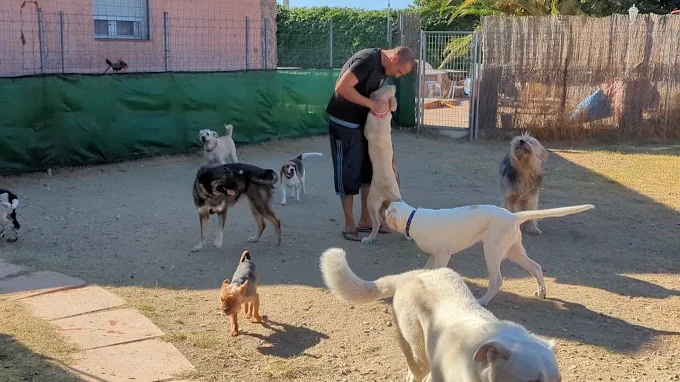 Guardería mascotas Ararauna