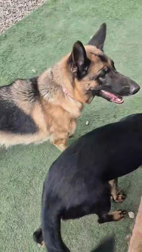 Guardería pensión canina Erbania