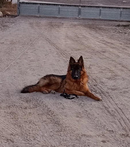 Guardería y Adiestramiento Canino en Murcia -CORDY SERVICIOS CANINOS