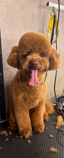 Guardería Y Peluquería Canina Puppy Fashion