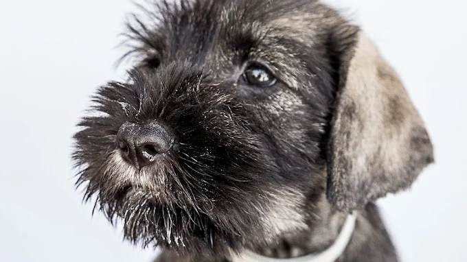 Hablando con Perros – Guardería y Residencia Canina en Madrid