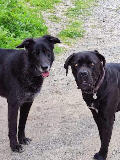Halcyon Dog Walking & Pet Services