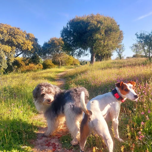 Happy pet sitter