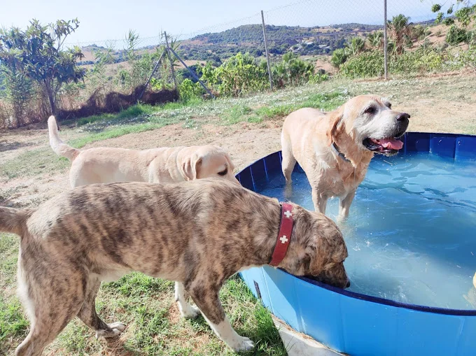 Home4udog Estepona Cuidador de perros Dog boarding service