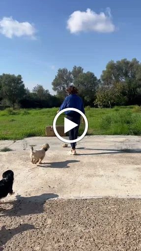 🐕 Hostel | Guardería Canina