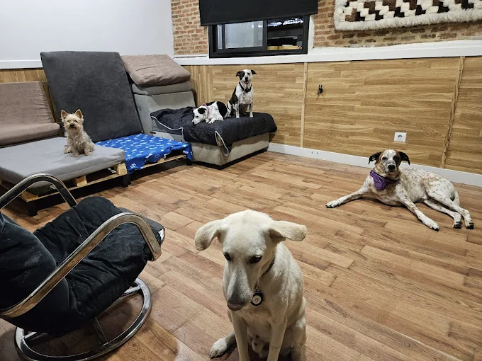 Hotel Animal AMOR PERRIJO