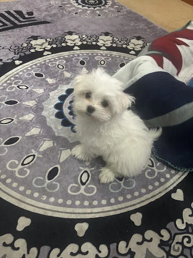 Hotel Can Residència Canina