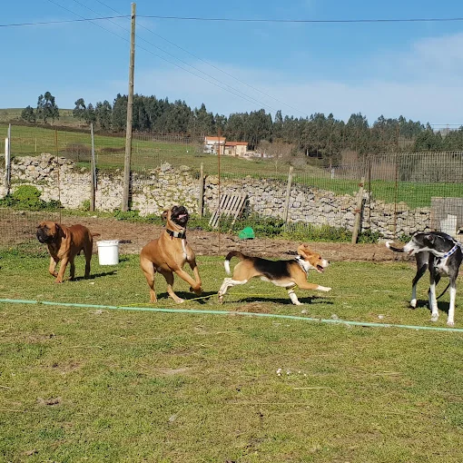 Hotel canino Don y Doña Equi- guau