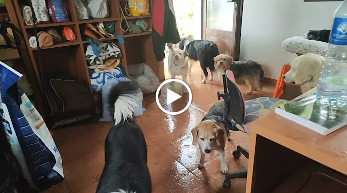 Hotel Canino Educazen y Amalur