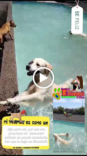 Hotel Canino Escubidú