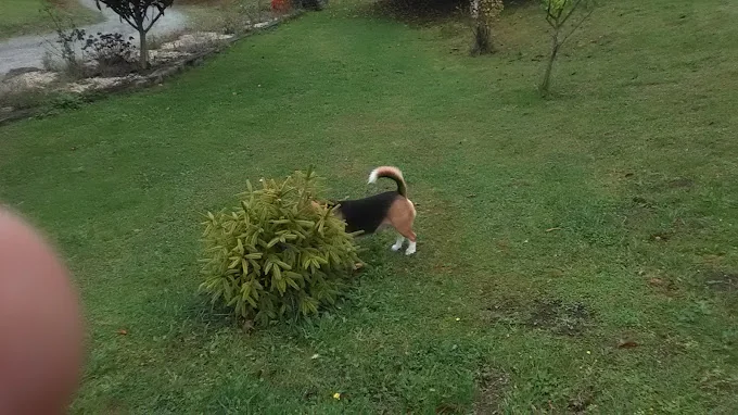Hotel Canino Gandarilla