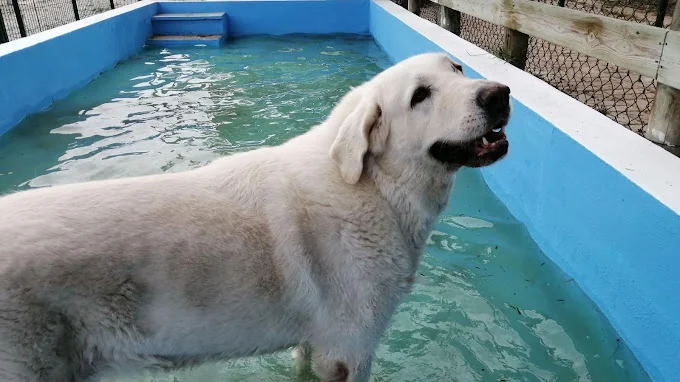 Hotel Canino y Felino El Rey de la Casa - cat & dog boarding kennels