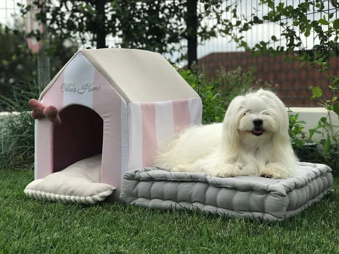 Hotel guardería canina para perritos mini y toy, Coco y Yo