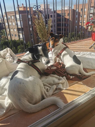 Hotel para Tu Dog