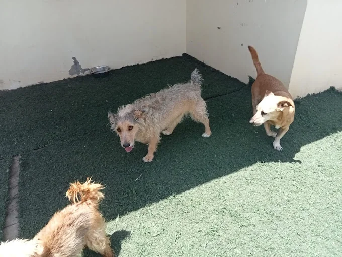 Hotel y residencia canina Fuerteventura