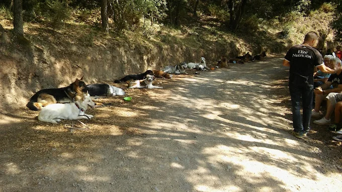 Jag-Gos - Residencia Canina - Adiestrador Canino