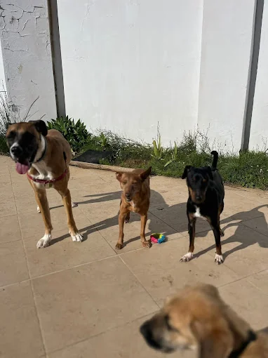JuniorDog