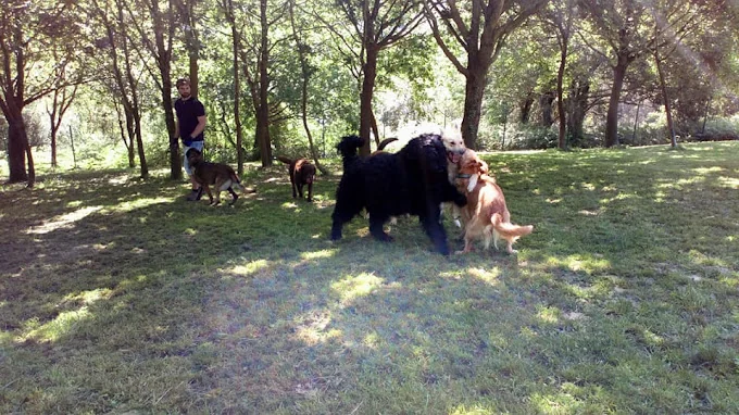 Kanoteka, Adiestramiento Canino