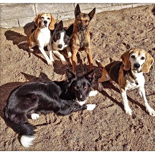 La Daga Educació i Residencia Canina