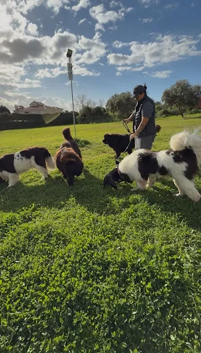 La Finquilla | dog sitters and trainers in Estepona