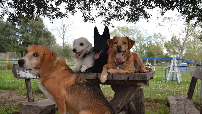 La Masia Canina