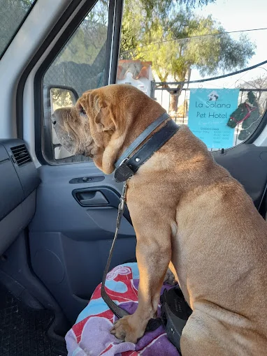 La Solana Pet Hotel